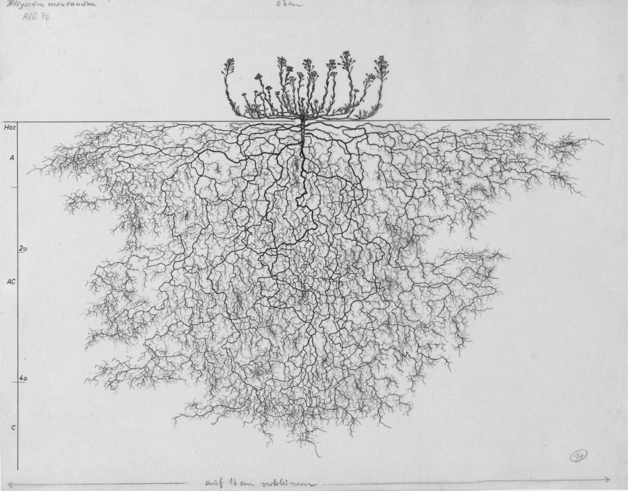 An intricate drawing of a plant's branching roots.