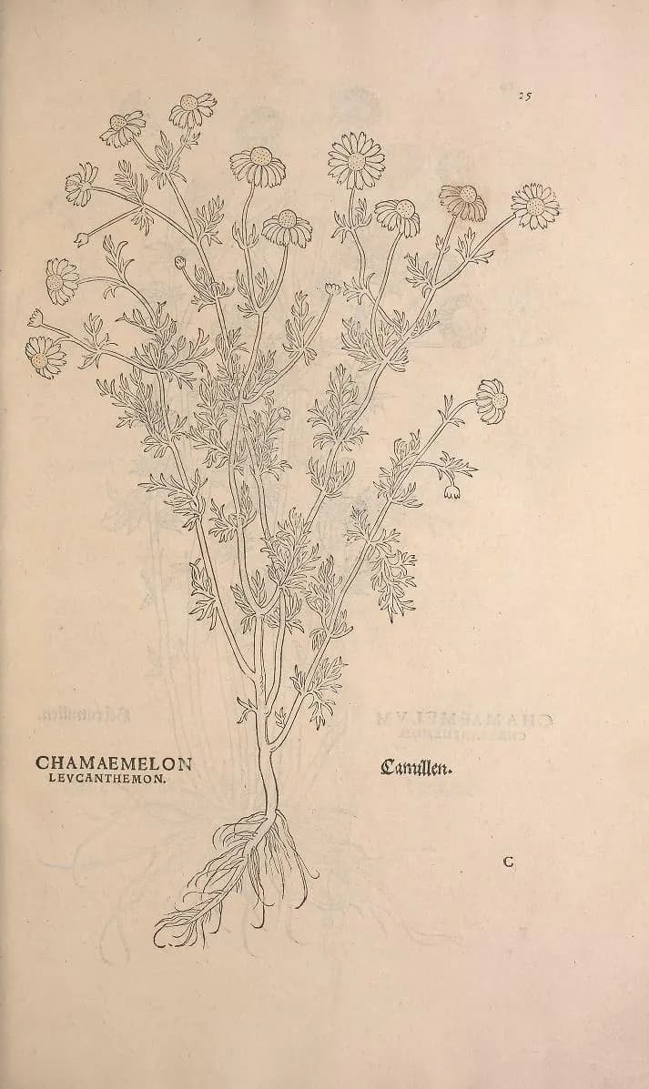 A chamomile woodcut on an aged botanical book page.