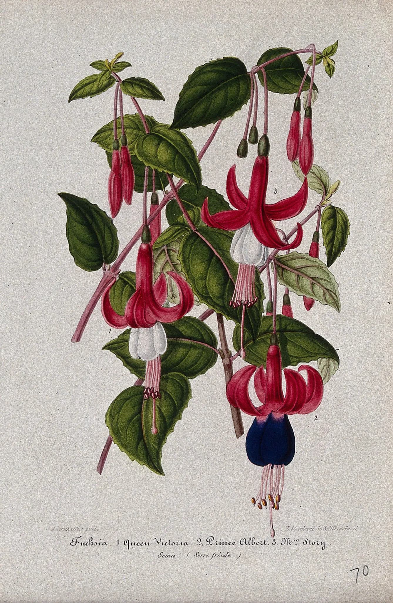 Colored botanical illustration of red, white, and purple fuchsia flowers on a leafy branch.