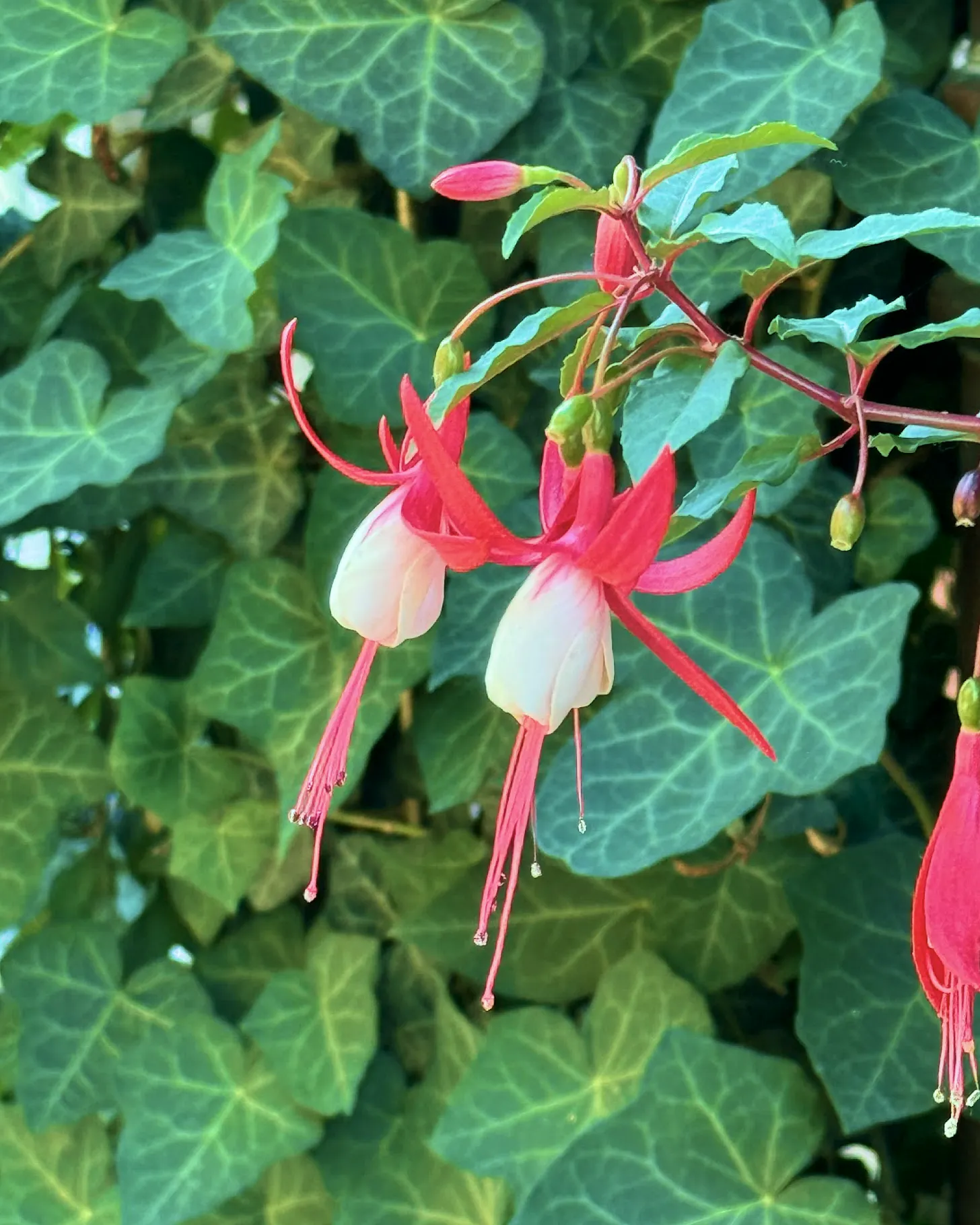 Pink and cream fuchsia blossoms hanging in front of green ivy.