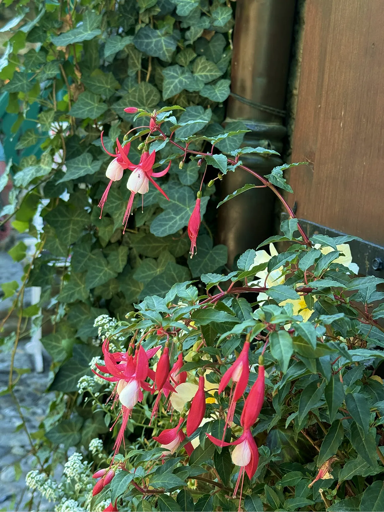 Pink and white fuchsia flowers growing beside ivy and a wooden fence.