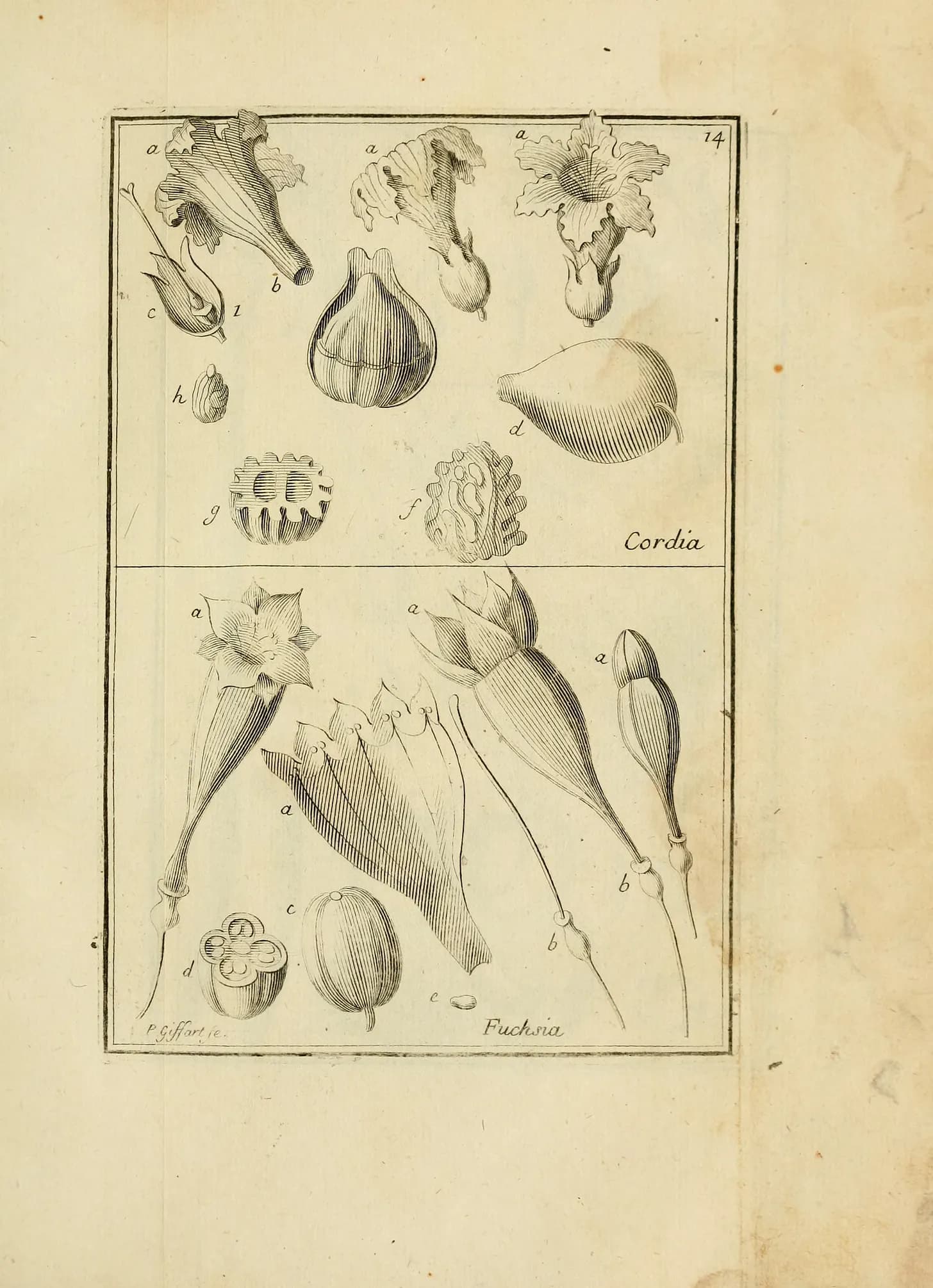 Antique botanical plate with labeled drawings of flowers, fruits, and seeds.