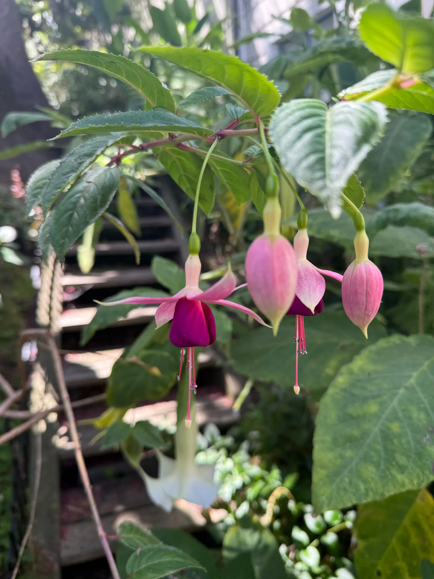 Pale pink fuchsia buds and an open pink-and-purple flower among green leaves.