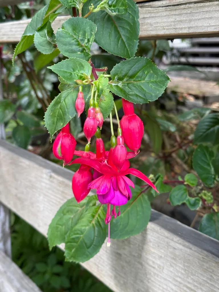 Bright pink fuchsias hanging beside a weathered wooden fence.