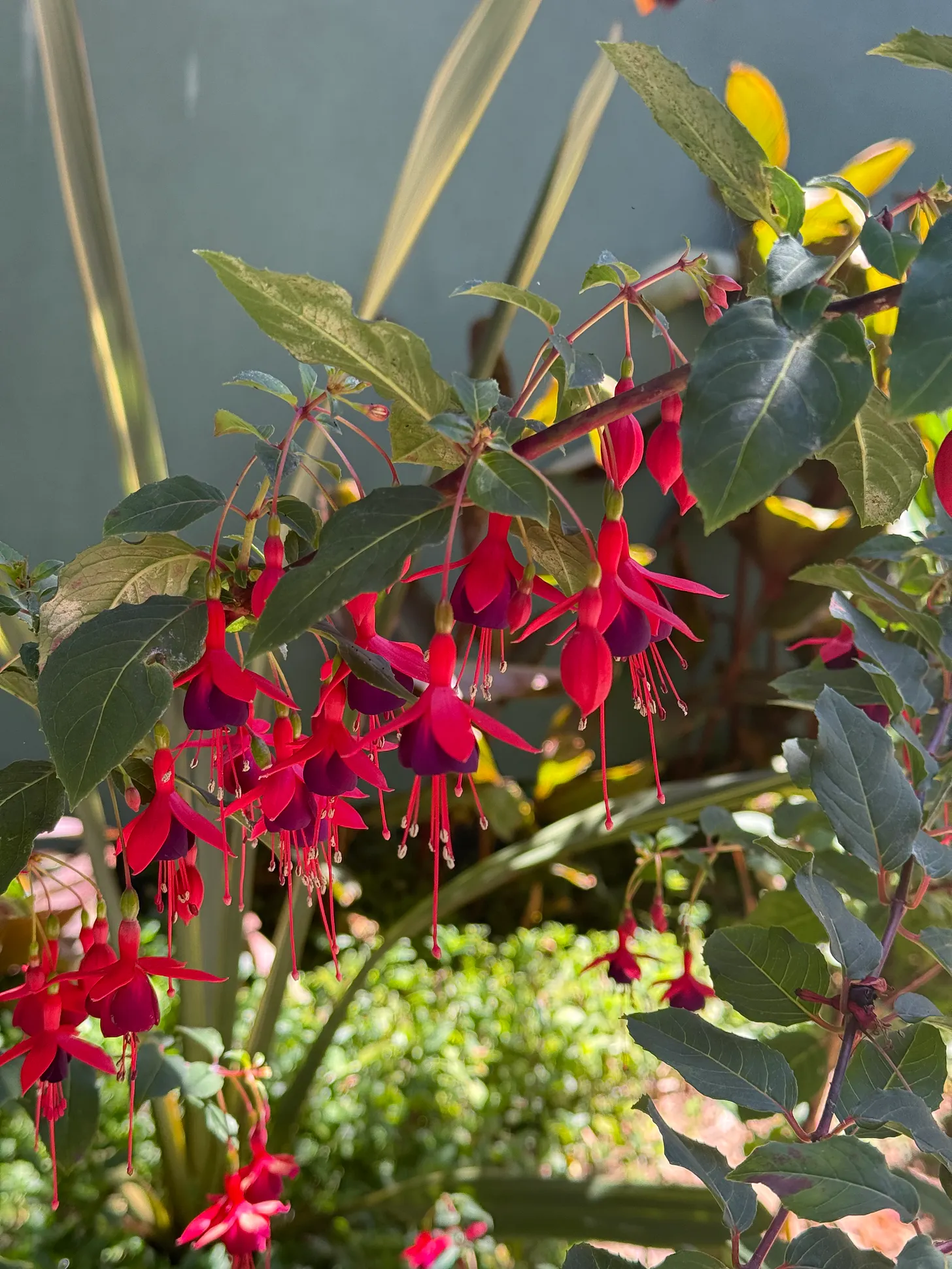 Sunlit red fuchsia blossoms cascading from a leafy garden shrub.